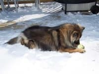 Sample 3 – Keeshond