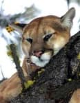 Sample 6 – Cougar
