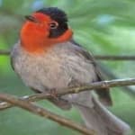 Sample 6 – Red faced warbler