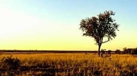 Sample 6 – Savanna