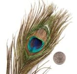 Sample 6 – Feather