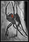 Sample 3 – Black widow