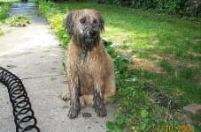 Sample 6 – Soft coated wheaten terrier