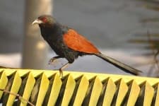 Sample 1 – Coucal