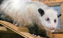 Sample 5 – Possum