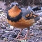Varied thrush image dataset preview