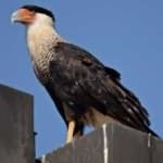 Sample 5 – Crested caracara