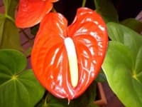 Sample 5 – Anthurium