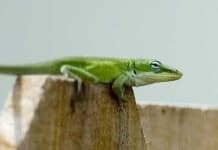 Sample 4 – Green lizard