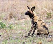 Sample 3 – African hunting dog