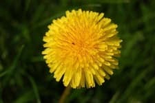 Sample 3 – Common dandelion