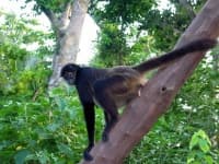 Sample 5 – Spider monkey