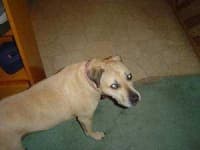 Sample 5 – American pit bull terrier