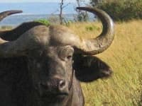 Sample 1 – Water buffalo
