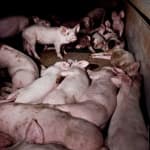 Sample 5 – Pig