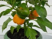 Sample 2 – Vegetables