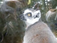 Sample 2 – Madagascar cat