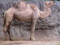 Sample 1 – Arabian camel