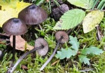 Sample 6 – Entoloma