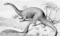 Sample 5 – Brontosaurus