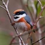 Sample 4 – Black throated bushtit