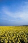 Sample 4 – Rapeseed