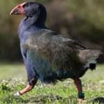 Sample of Takahe