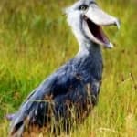 Sample 4 – Shoebill