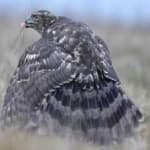 Sample 5 – Northern goshawk