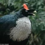 Sample 5 – Horned guan