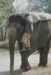 Sample 4 – Indian elephant