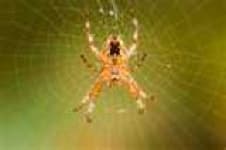Sample 3 – Barn spider