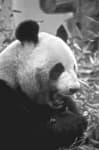 Sample of Panda