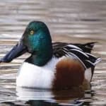 Sample 6 – Northern shoveler