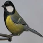 Sample 5 – Parus major