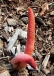 Sample 4 – Stinkhorn