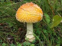 Sample 4 – Bolete