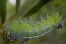 Sample 6 – Caterpillar