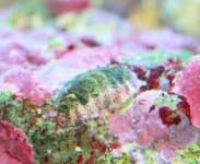 Sample 5 – Chiton