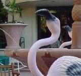 Sample 4 – Flamingo head