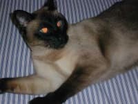 Sample 6 – Siamese cat