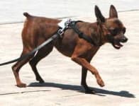 Chihuahua image dataset preview