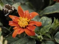 Sample 6 – Orange dahlia