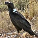 Sample 4 – White necked raven