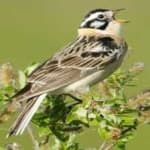 Sample 1 – Smiths longspur