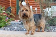 Sample 6 – Australian terrier