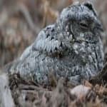 Sample 4 – Common poorwill