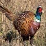 Sample 2 – Ring necked pheasant
