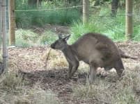 Sample 6 – Wallaby