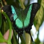 Sample 16 – Banded butterfly